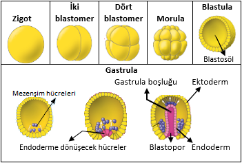 İnsanda embriyonik gelişim
